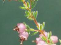 Flowers of Erica turgida