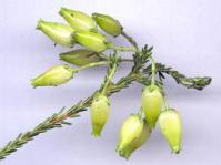 Flowers of Erica urna-viridis: Photo: P Swart