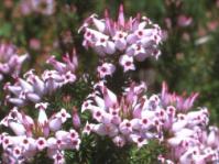 Erica ventricosa
