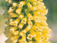 Erica patersonia