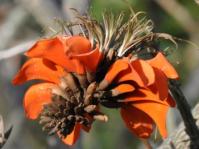 Erythrina afra (Alice Notten)