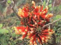 Erythrina acanthocarpa