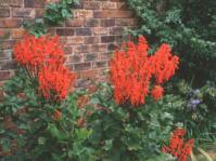 Erythrina humeana