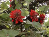 Erythrina latissima