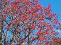 Erythrina lysistemon in spring