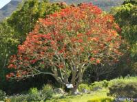 Erythrina lysistemon in flower in Kirstenbosch Erythrina lysistemon in flower in Kirstenbosch