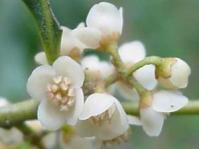 Euclea divinorum, female flowers.  Image Geoff Nichols