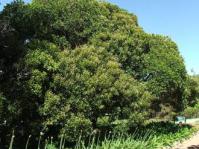 Euclea natalensis tree
