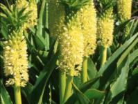 Eucomis autumnalis