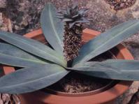 Eucomis schijffii 