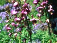 Eulophia horsfallii