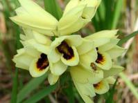 Eulophia welwitschii inflorescence