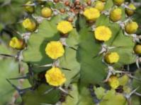 Euphorbia barnardii