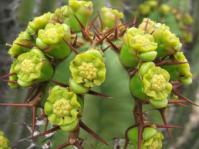 Euphorbia virosa flowers