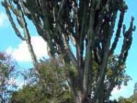 E. ingens tree