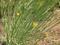 Euphorbia mauritanica