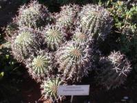 E.stellispina