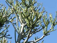 Euphorbia tirucalli