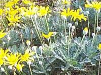 Euryops pectinatus