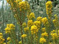 Euryops annae shrub