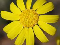 Euryops annuus flower