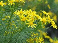 Euryops linearis