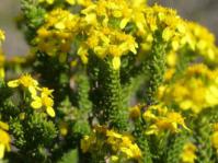 Euryops muirii shrublet