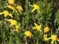 Flowers and leaves