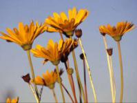 Euryops wageneri flowers