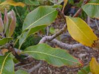 Leaves