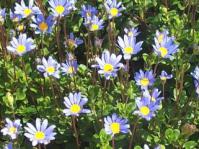 Felicia amelloides
