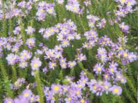 Felicia echinata