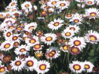 Felicia elongata