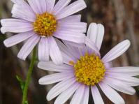Felicia erigeroides flower heads
