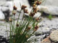 Ficinia bergiana