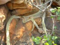 Roots 