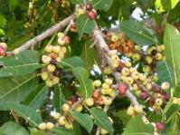 Fruiting branch