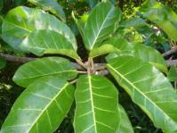 Glossy leaves with yellow veins