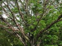 Ficus sansibarica