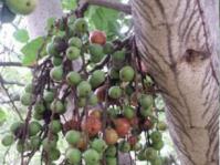 Fruits and tbark of Ficus sur