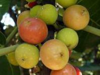 Fruits of F. trichopoda.Copyright Geoff Nichols