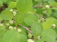 Flueggea virosa leaves &amp; fruit