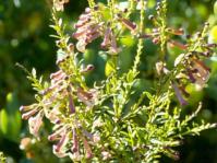 Freylinia densiflora
