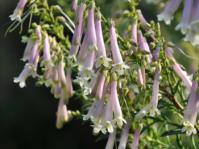 Freylinia helmei