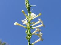 Freylinia longiflora
