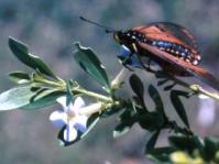 Butterfly on Freylinia tropica