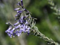 Freylinia undulata