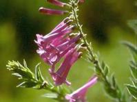 Freylinia vlokii