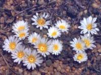 Frithia humilis
