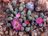 Frithia pulchra